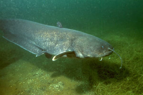 Freshwater Predator Fish - Catfish