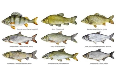 UK Carp Species