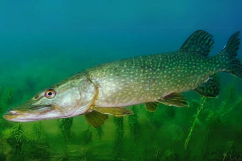 Freshwater Predator Fish - Pike