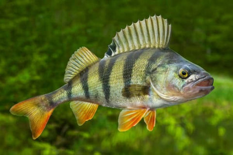 Freshwater Predator Fish - Perch