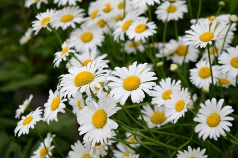 Chamomile oil for sleep