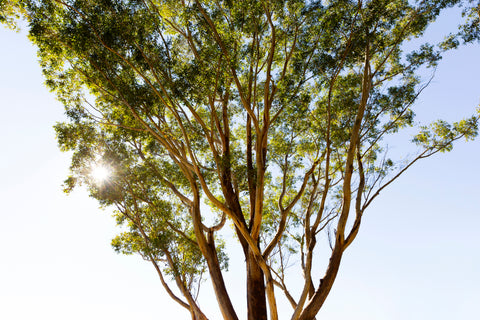 Eucalyptus tree