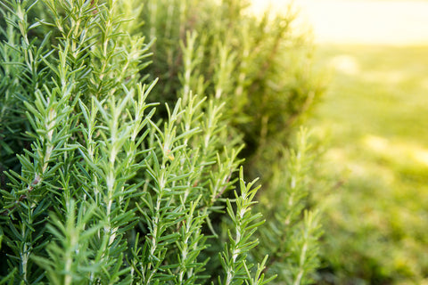 Rosemary herb growing