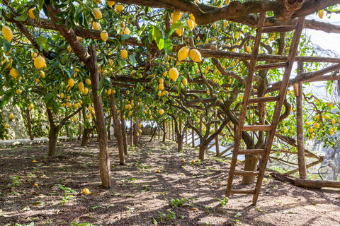 Lemon fruit growing for essential oil