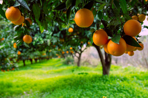 Sweet orange essential oil