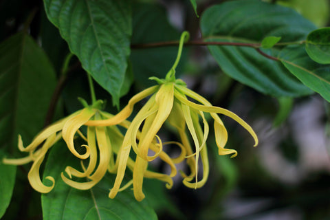 Ylang ylang flowers for essential oil 