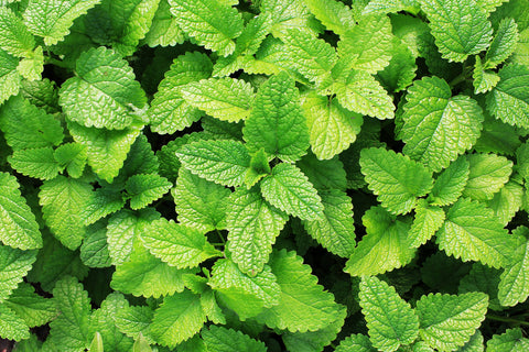 Peppermint herb growing for essential oil
