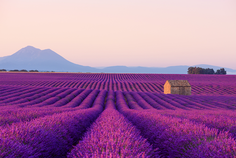 Lavender essential oil for mood