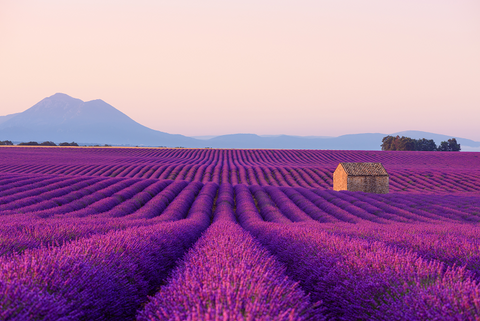 Lavender essential oil