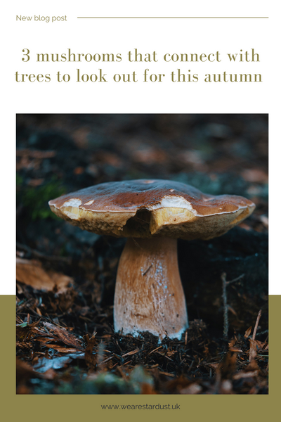 three mushrooms that connect with trees to look out for this autumn