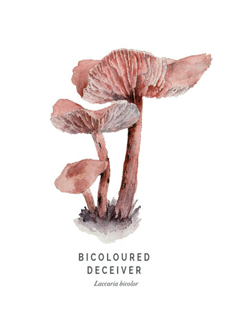 watercolour of bicoloured deceiver. Red and purple two toned stem and reddish cap with deep gills