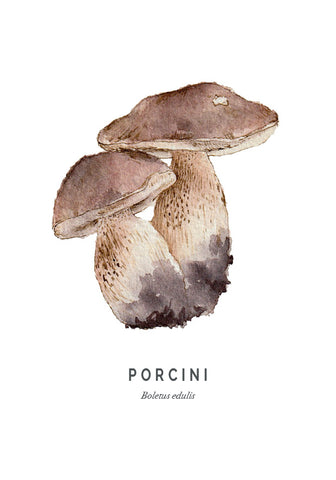 Watercolour of porcini mushroom - brown cap and white-brown stem.