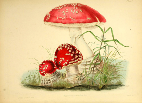 European Toadstool by Frances Reed