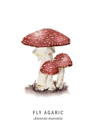 Watercolour of a fly agaric mushroom