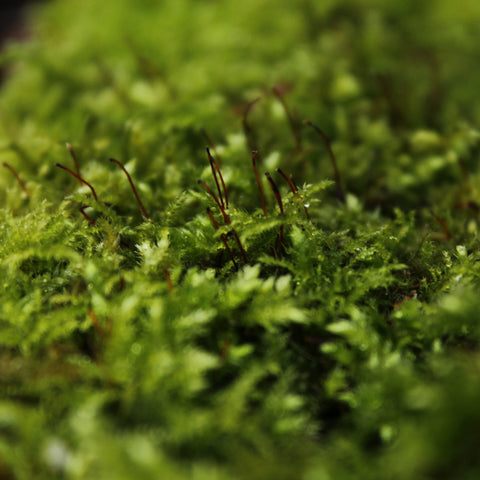 We are stardust explores...with moss specialist Dr Jessica Royles
