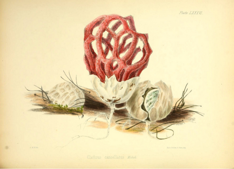 Red Cage Fungus by Anna Maria Hussey