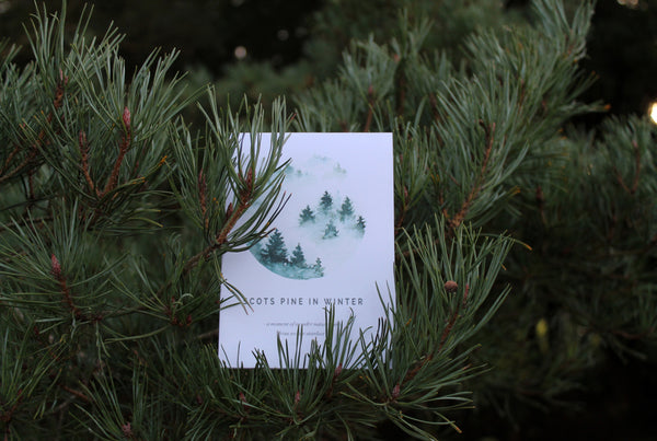 Scots pine nature guide from We Are Stardust