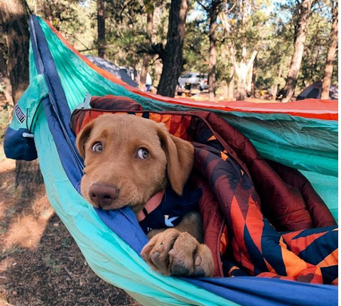 Bear Butt hammock camping with your dog blog