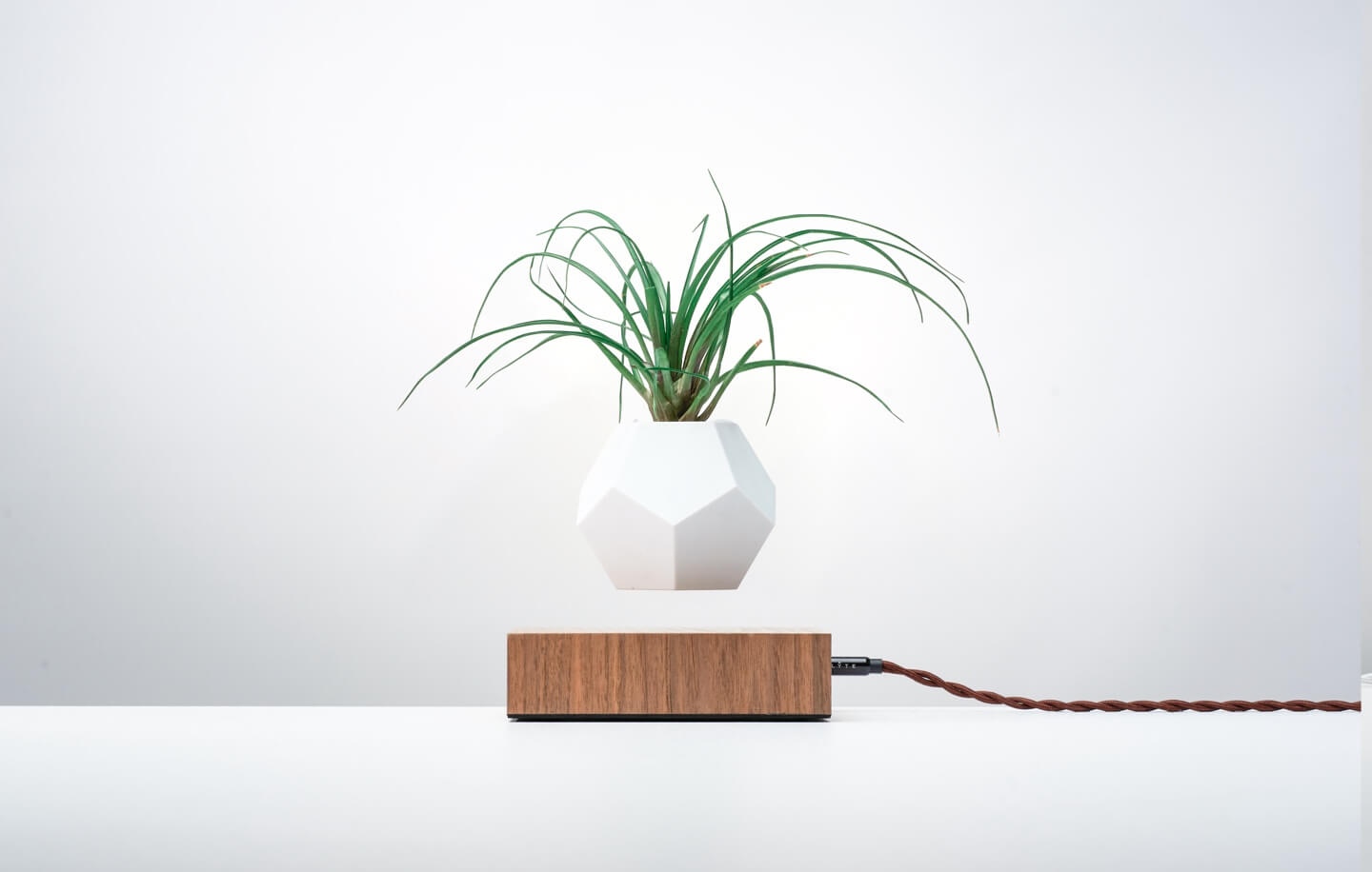 Lyfe levitating planter, oak base on a light background