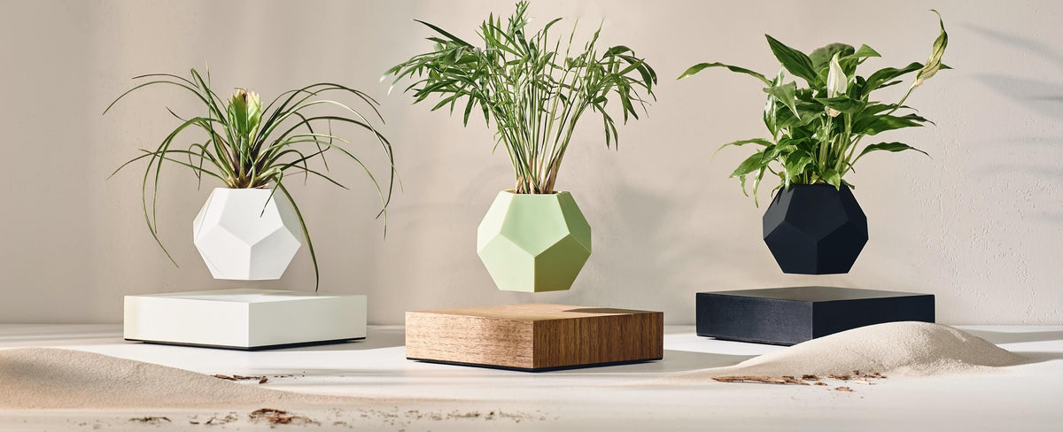 White, walnut and black magnetic levitating bases with planters