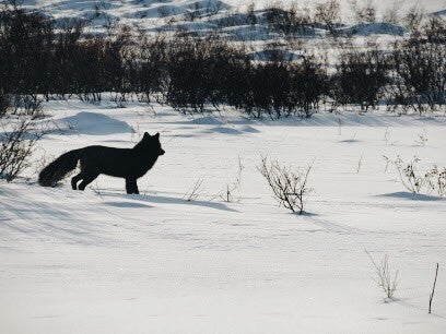 arctic fox