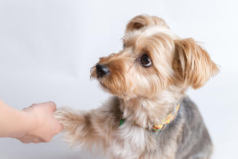 Yorkie Puppies