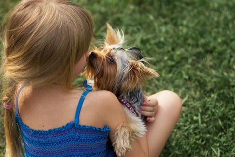 Yorkie Puppies