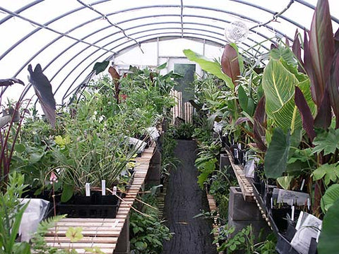 Orders staged in our staging greenhouse prior to shipping
