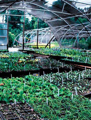Photo of sales greenhouse filled with plants