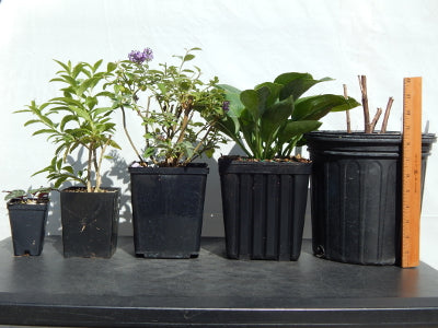 Pots lined up left to right from smallest to largest
