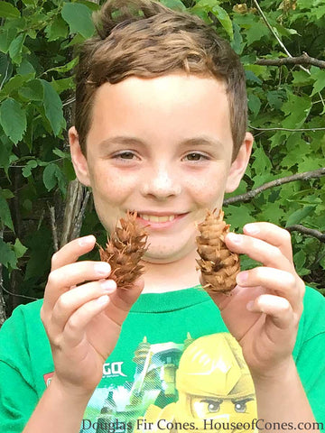 douglas fir pine cones for crafts