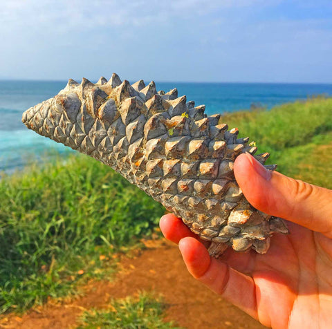 Large Pine Cones for Sale to make Homemade Jewelry with Knobcones are Beautiful 