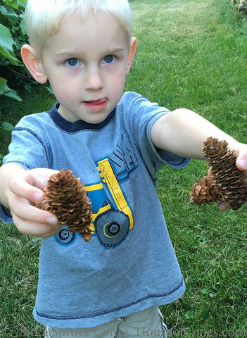 sitka small pine cones