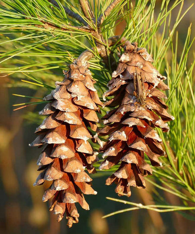 Pine Cones are the Official Maine State Flower🌻 , What! –