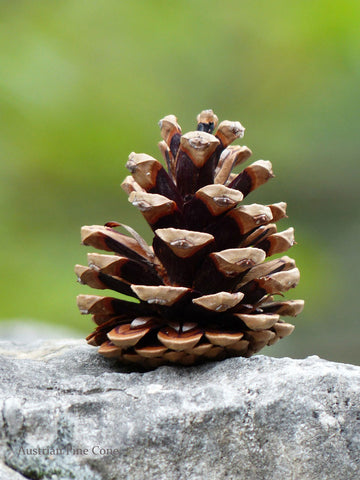 pine cones tree small cone austrian collections perfect accents party weddings