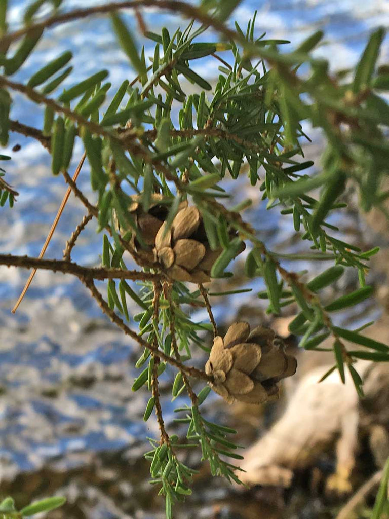 Mini Hemlock Pine Cones , Tiny Pine Cones Floral Supply Source