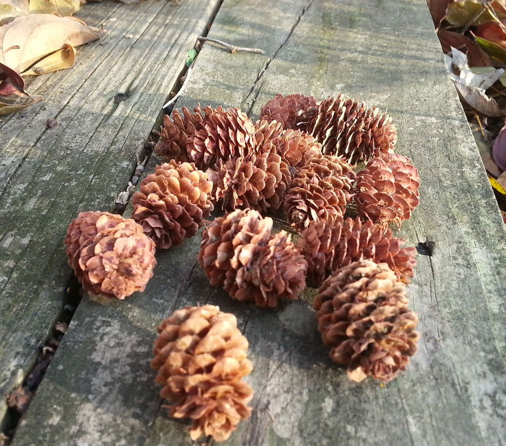 Small Pine Cones For Crafting 6136