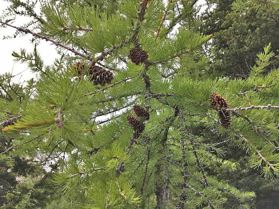 Small Pine cones for holiday crafting like spruce are perfect fillers