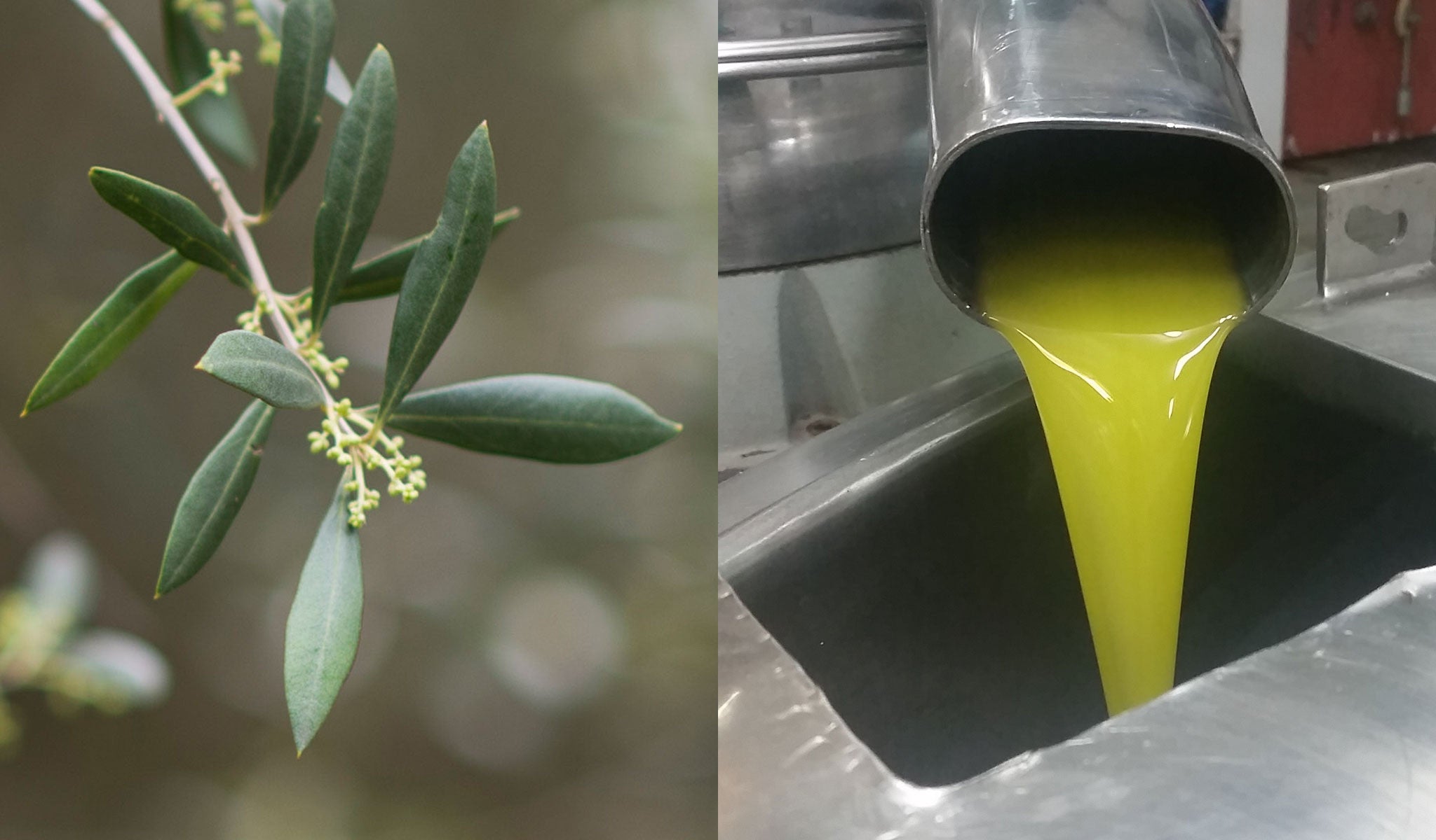 Choosing The Best Olive Oil For Freshness And Flavour Clovely Estate 