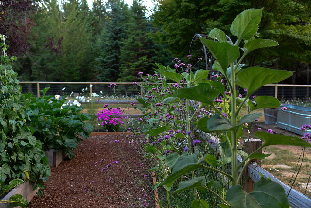 raised bed flower garden with verbena flowers in the foreground