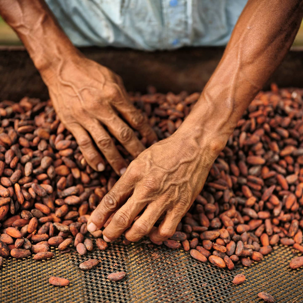 Cacao beans with hands in Costa Rica