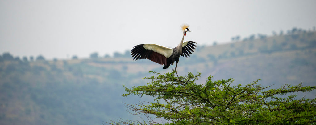 Rwanda Crowned Crane