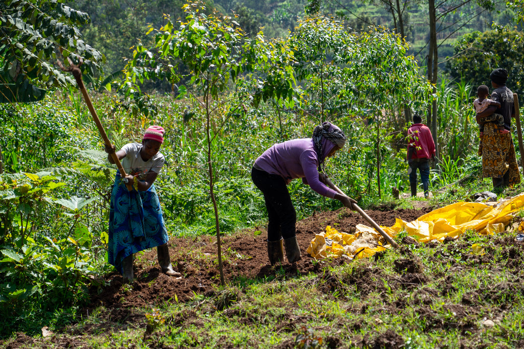 Rwanda Kinini Women Coffee Farmers