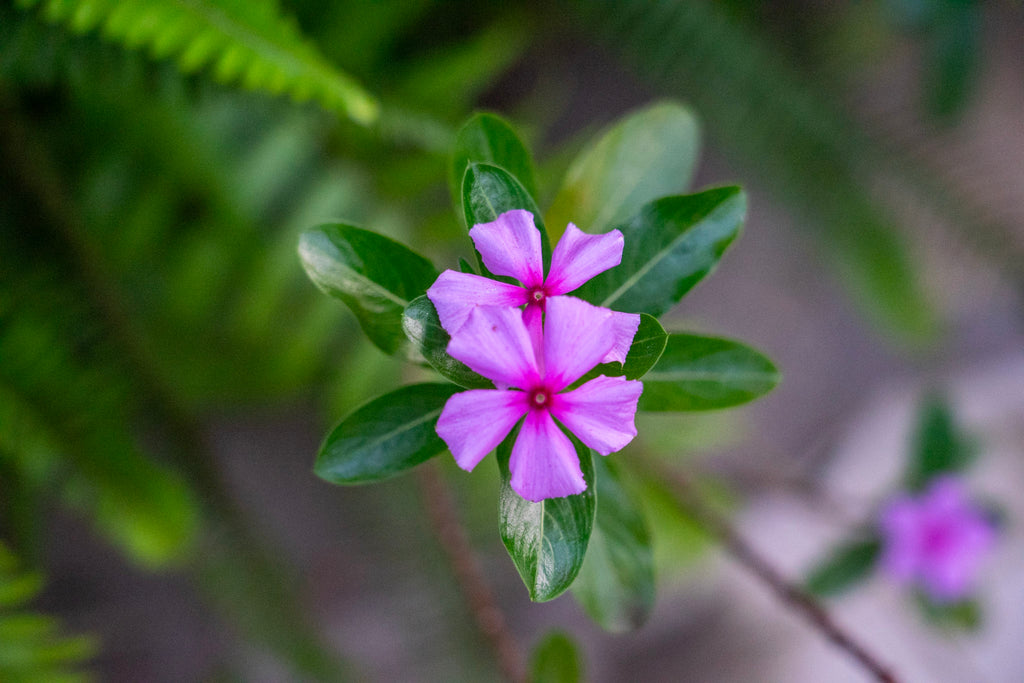 Rwanda Pink Flower