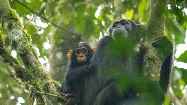 Uganda Moka Origins Adventures Coffee Chocolate Chimp Kibale National Park