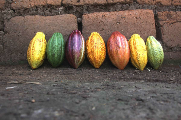 Cacao pods come in a variety of colors, shapes and sizes. There are about 40 beans in each pod.