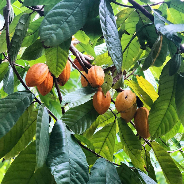 Moka Origins, Chocolate, Organic, Cacao Pods on Tree