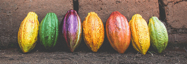 Moka Origins, Chocolate, Organic, Cacao Pods