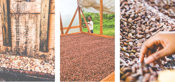 Moka Origins, Chocolate, Organic, Drying Cacao Pods