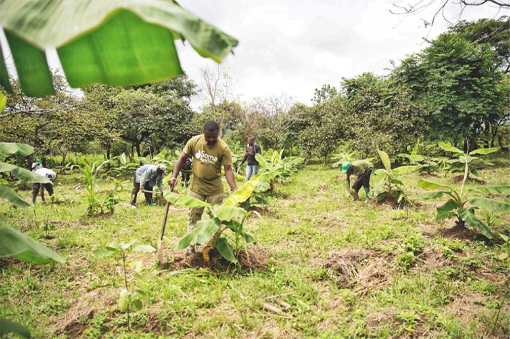 farm-planting-trees